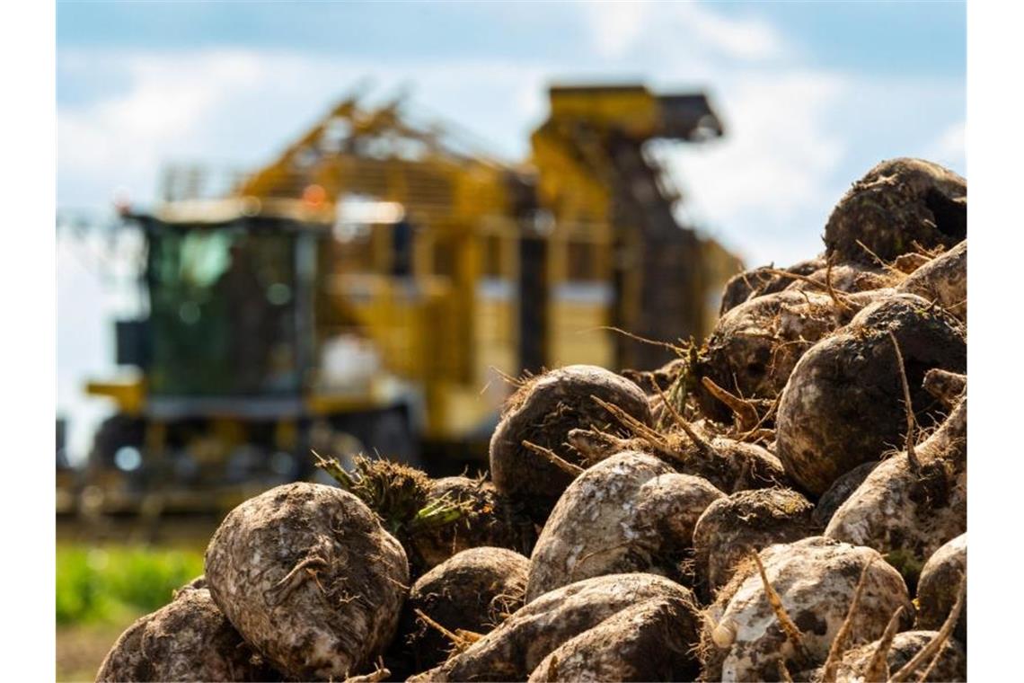 Mit einem Rübenroder werden Zuckerrüben auf einem Feld geerntet. Foto: Philipp Schulze/dpa/Archiv