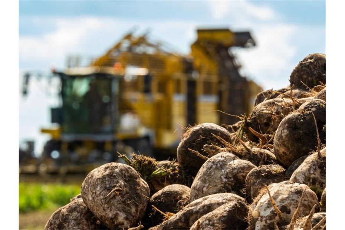 Mit einem Rübenroder werden Zuckerrüben auf einem Feld geerntet. Foto: Philipp Schulze/dpa/Symbolbild