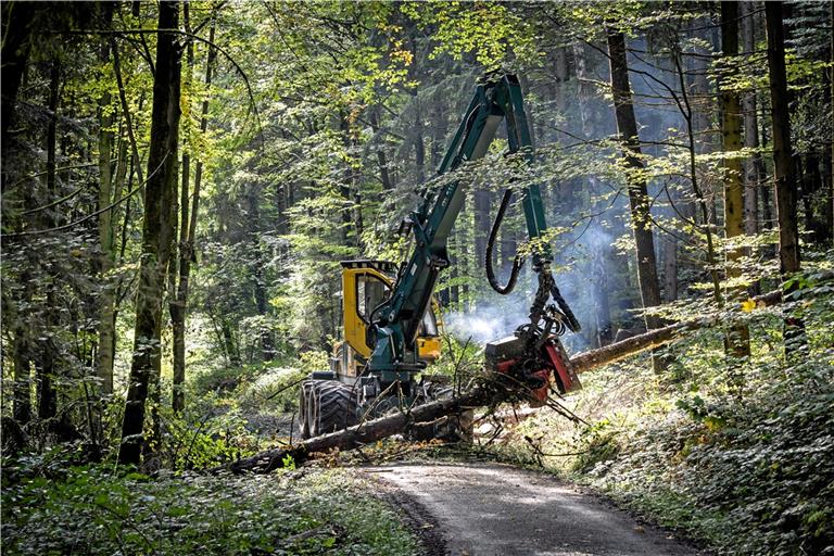 Mit einem sogenannten Harvester ist ein Baum schnell gefällt, entastet und auf die richtige Größe geschnitten. Fotos: Alexander Becher