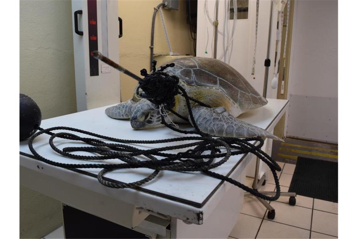 Mit einem Speer im Hals und verwickelt in eine Fangschnur: Meeresschildkröte "Splinter" in der Tierklinik "The Turtle Hospital". Foto: The Turtle Hospital