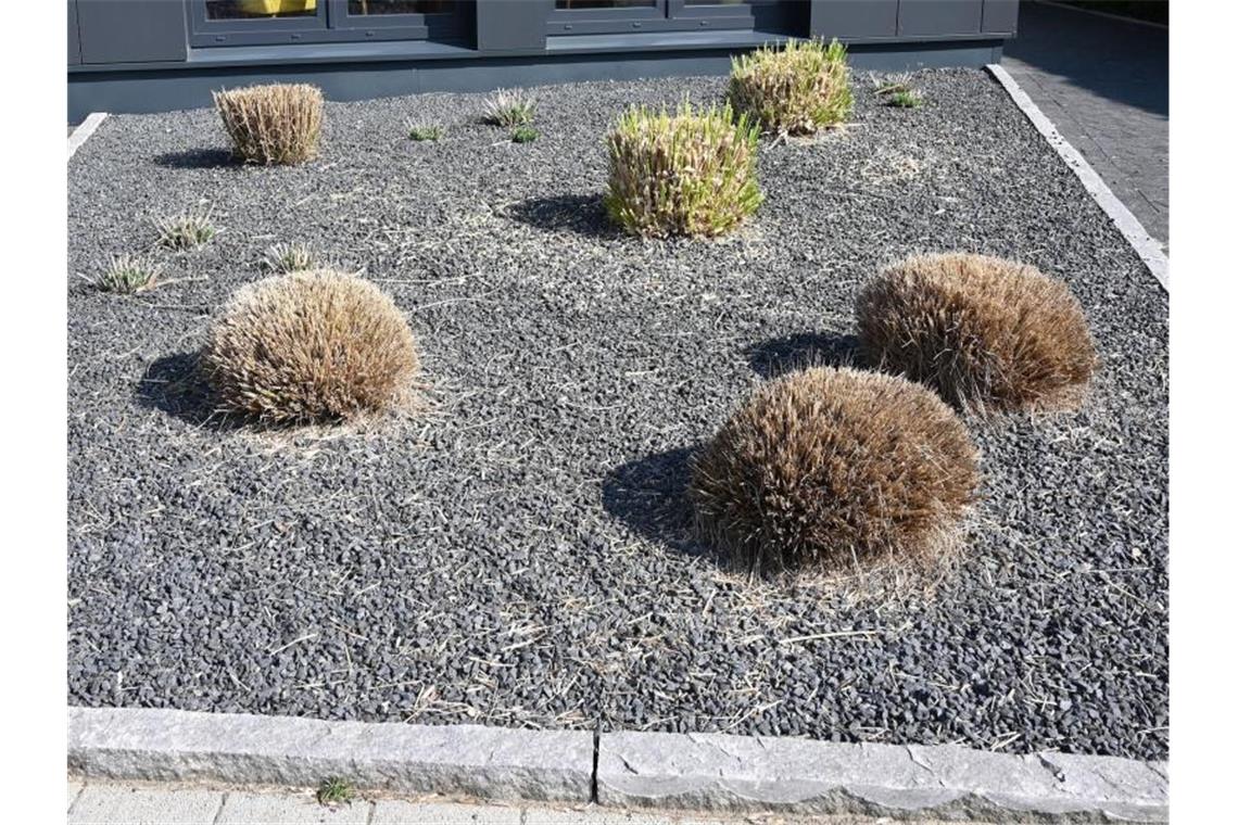 Wettbewerb um Schottergärten - Umgestaltung lockt als Gewinn Mit einem ungewöhnlichen Garten-Wettstreit will das Ökowerk Emderinnen und Emder motivieren, mit Schotter oder Mulch versiegelte Flächen insektenfreundlicher zu gestalten. Foto: Carmen Jaspersen/dpa