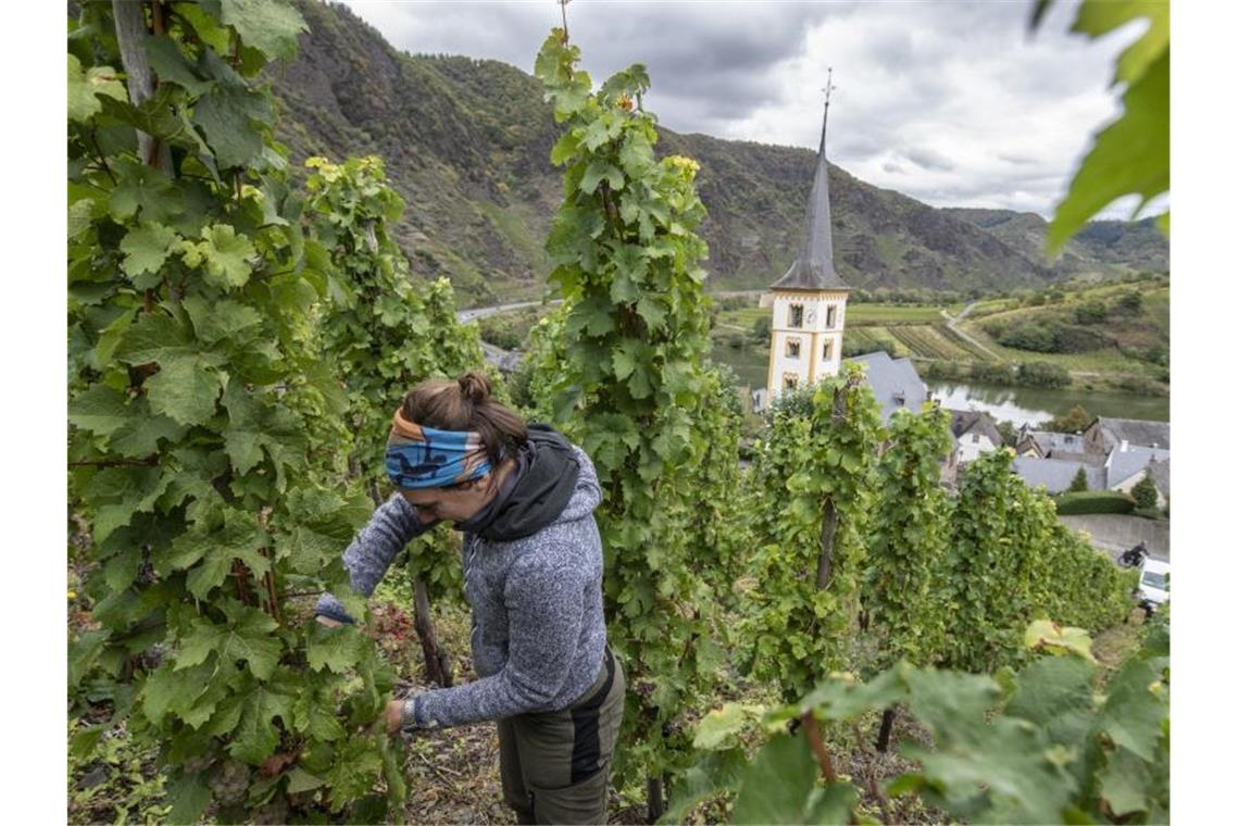 Mit einer Schere liest Franziska Herke oberhalb von Bremm Riesling. Foto: Boris Roessler/dpa