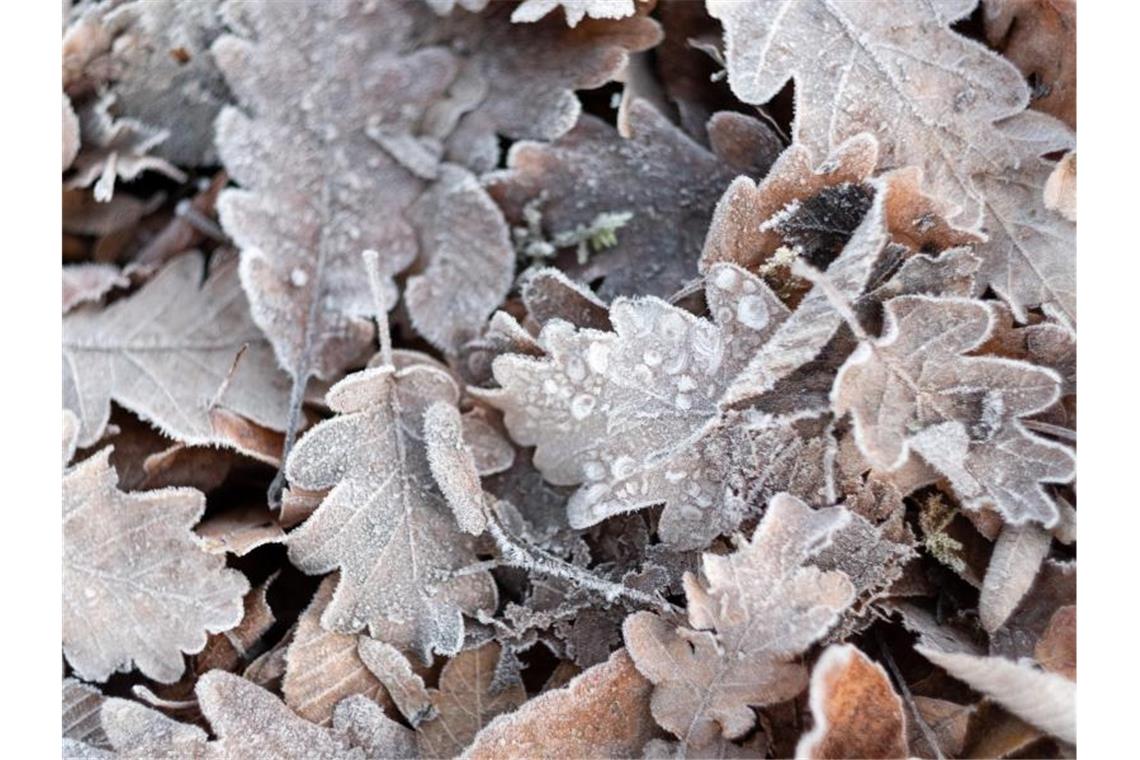 Mit Eiskristallen bedeckte Herbstblätter liegen auf dem Boden. Foto: Bernd Weißbrod/dpa/Archivbild