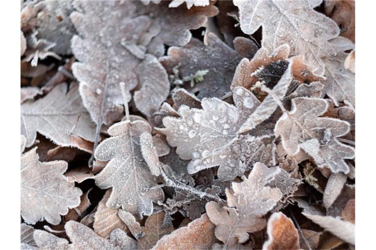 Mit Eiskristallen bedeckte Herbstblätter liegen auf dem Boden. Foto: Bernd Weißbrod/dpa/Archivbild