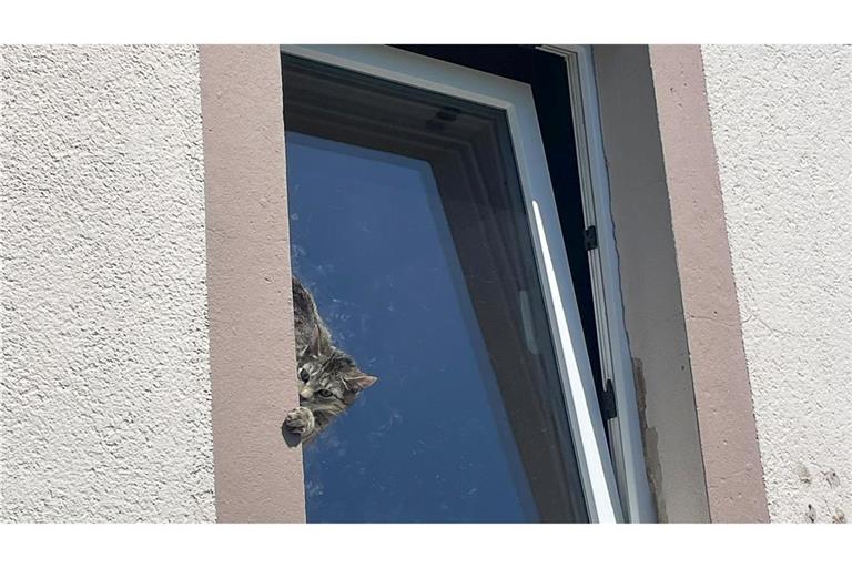 Mit Hilfe einer Drehleiter befreite die Feuerwehr das Tier.