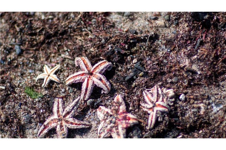 Mit Hilfe von Video-Aufzeichnungen entdeckten die Forscher unter anderen Seesterne auf den Munitionsresten (Symbolbild).