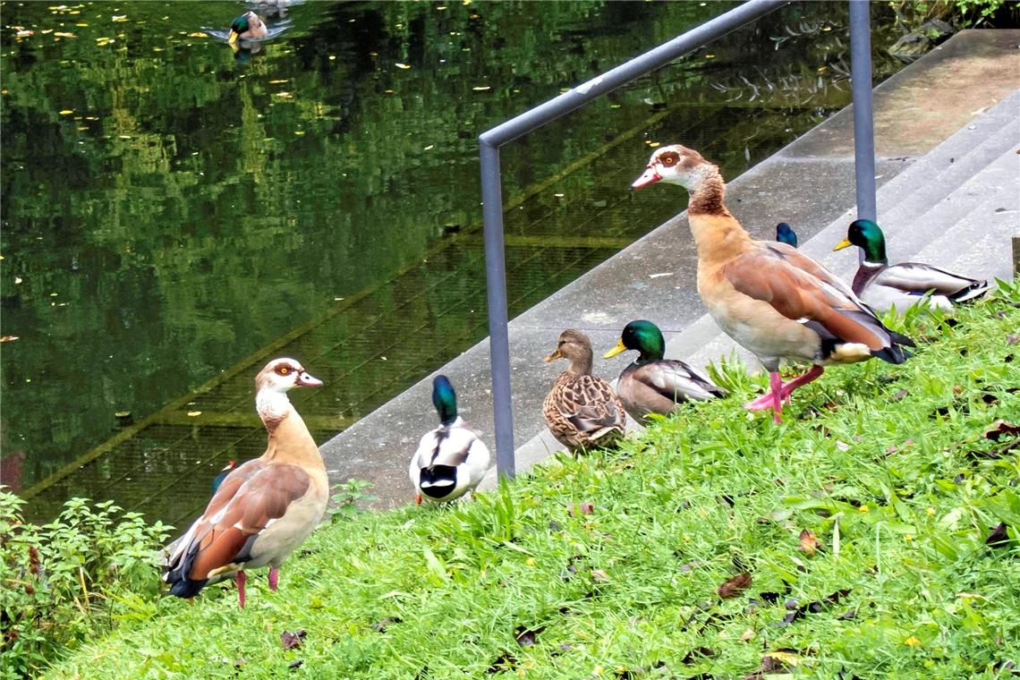 Nilgänse machen kaum Probleme Mit ihrem exotischen Aussehen sind sie echte Hingucker: Zwei Nilgansmännchen sind seit dem vergangenen Winter an der Murr im Bereich der Backnanger Bleichwiese anzutreffen. Fotos: Klaus Dahl, Nabu-Ortsgruppe Backnang