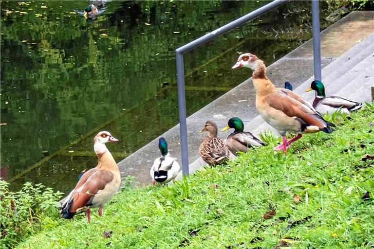 Mit ihrem exotischen Aussehen sind sie echte Hingucker: Zwei Nilgansmännchen sind seit dem vergangenen Winter an der Murr im Bereich der Backnanger Bleichwiese anzutreffen. Fotos: Klaus Dahl, Nabu-Ortsgruppe Backnang