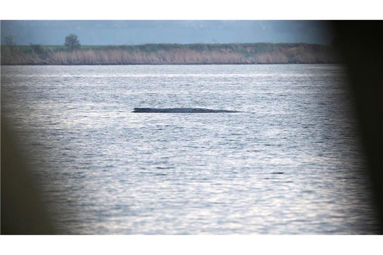 Mit ihrem Okay für einen Rettungsversuch für den Buckelwal bei Wismar durch eine private Initiative sorgten die Behörden zuletzt für eine Überraschung.