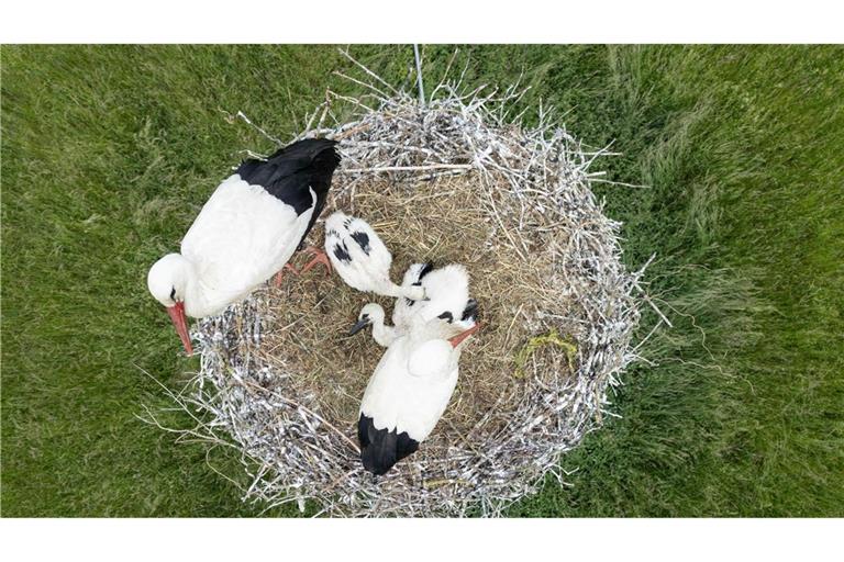 Mit ihren zwei Küken sitzt ein Paar Weißstörche auf ihrem Nest im hessischen Ried.