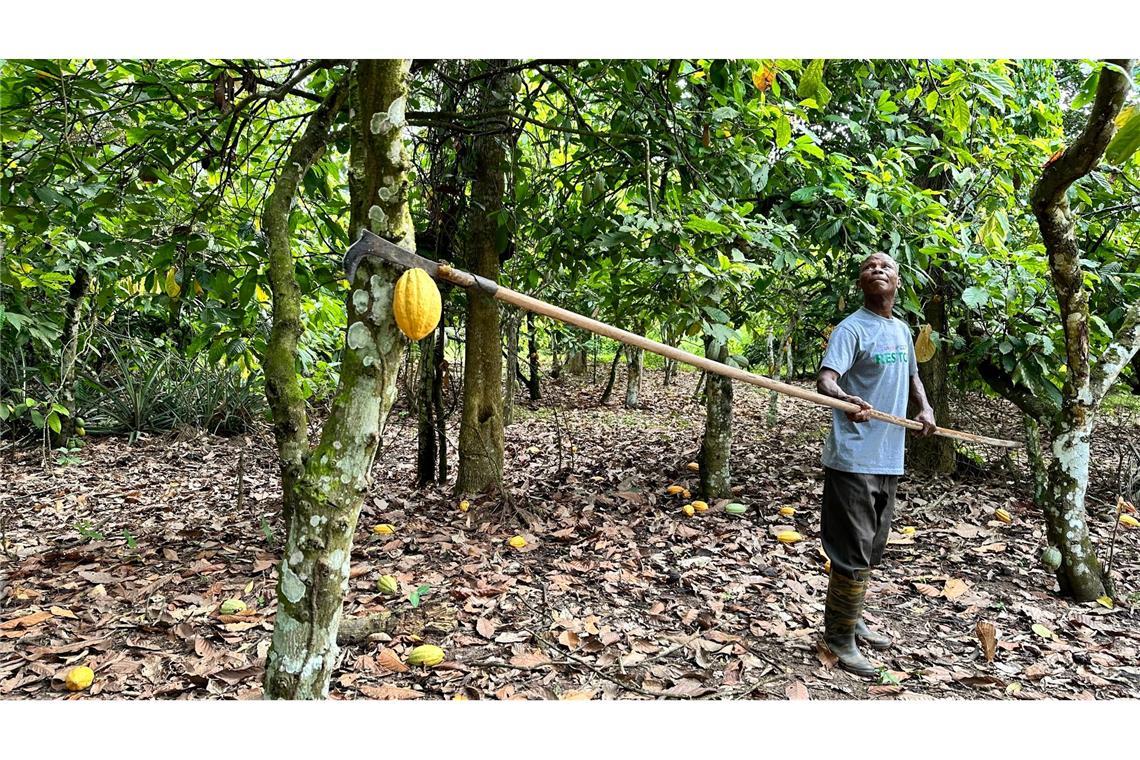 Kakao-Krise in Westafrika lässt Schoko-Hasen schrumpfen Mit knapp 1,3 Tonnen Kakao verdienten Kakaobauer Samuel Davor in der Saison 2023/2024 rund 2400 Euro.