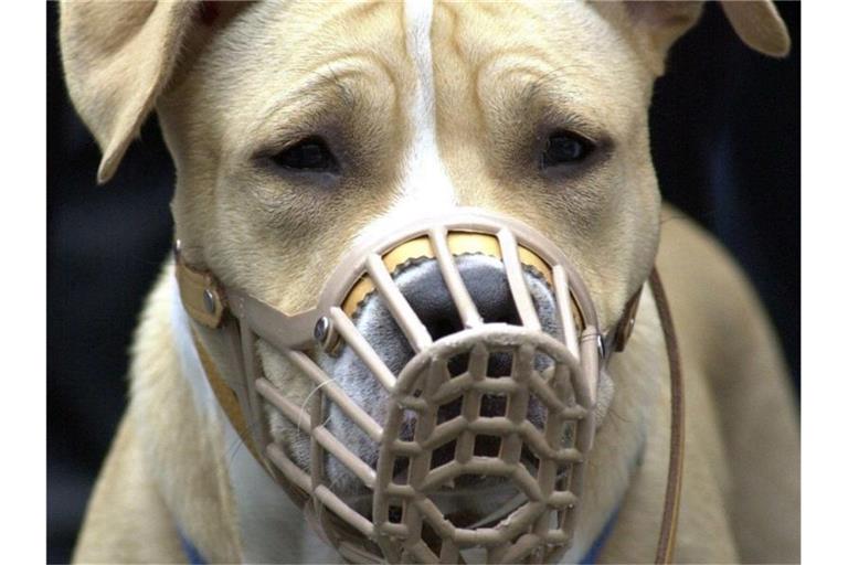 Mit Leine und Maulkorb: Ein American-Staffordshire-Terrier bei einer Demonstration von Hundehaltern. Foto: Uwe Zucchi/dpa