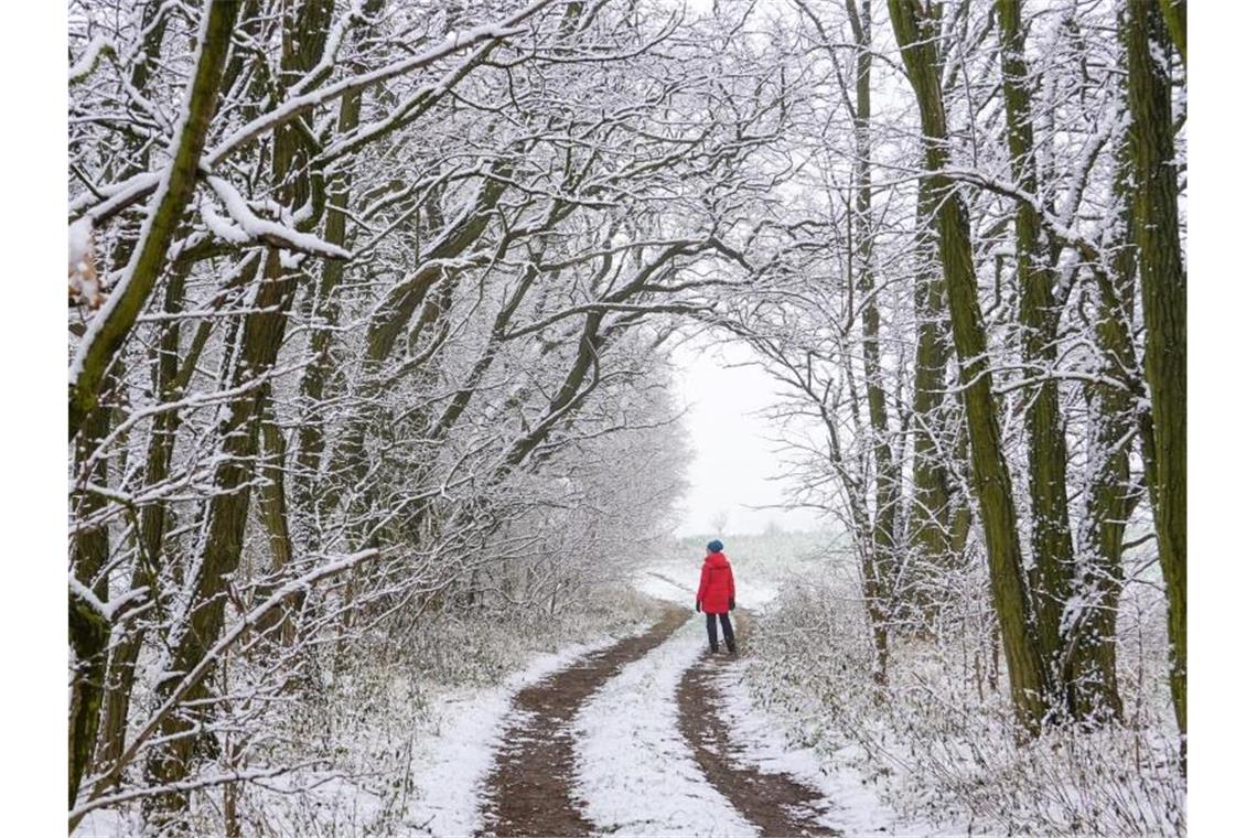 Mit Schnee bedeckt ist die Landschaft an einem Waldweg. Foto: Patrick Pleul/dpa-Zentralbild/dpa/Symbolbild