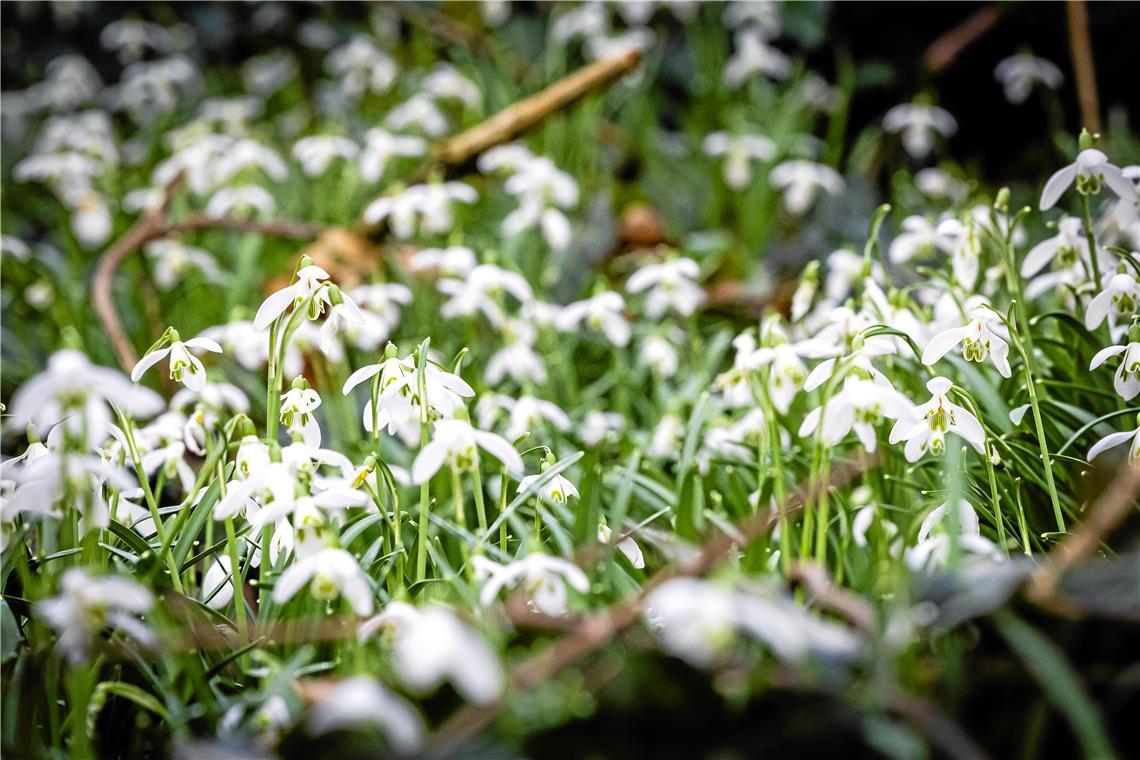 Mit Schnee ist der Monat gestartet, Ende Februar sprießen schon die Schneeglöckchen am Burgberg in Backnang. Foto: Alexander Becher