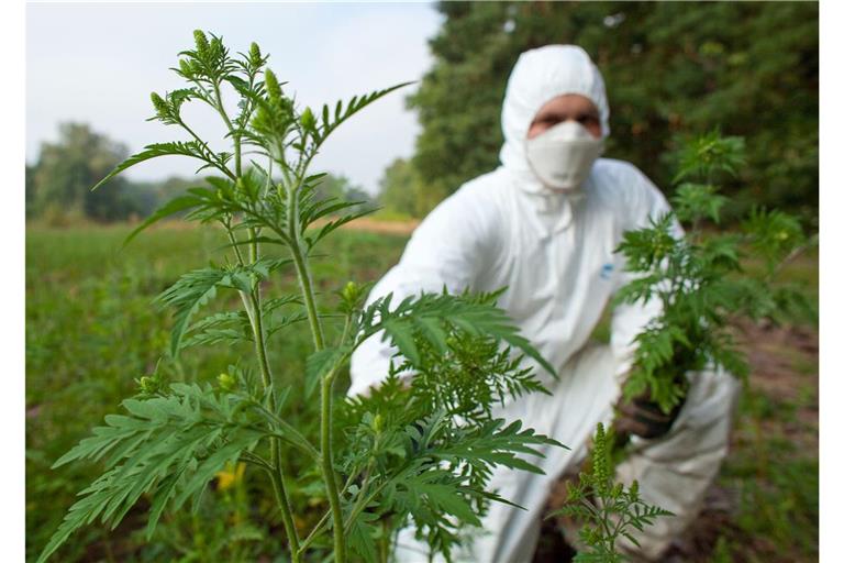 Mit Schutzanzug, Handschuhen und Feinstaubmaske ausgerüstet beseitigt ein Forstwirt im Forstrevier Dammendorf bei Müllrose (Brandenburg) Ambrosiapflanzen (Ambrosia artemisifolia).