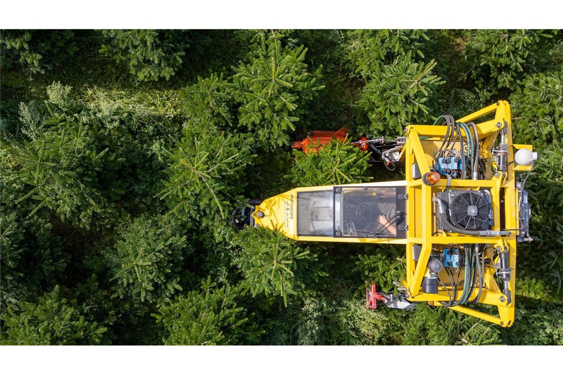 Frost, Trockenheit, höhere Kosten: Tannenbäume werden teurer Mit seinem Baumschultraktor fährt Robert Kleinstäuber vom Weihnachtsbaumhandel "een Baum aus Sachsen" durch eine Plantage mit Nordmanntannen.