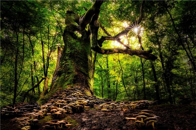 Mit seiner Vielfalt an Pflanzen bietet der Wald wunderschöne und vor allen Dingen vielfältige Schauplätze. Foto: Blende/Norbert Senser