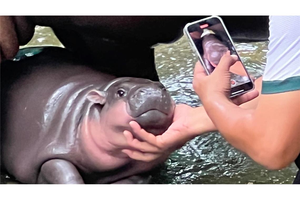 Hype in Thailand: Hippo-Mädchen Moo Deng feiert Geburtstag Mit solchen Fotos von ihren rosa Pausbacken wurde Moo Deng zur Internet-Sensation. (Archivbild)