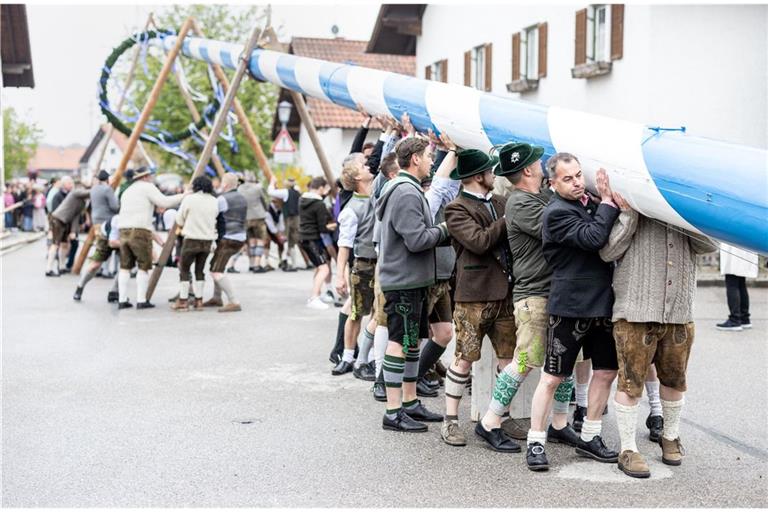 Mitglieder der Burschenschaft Perchting in Bayern stemmen ihren Maibaum am Dorfplatz von Perchting in die Höhe.