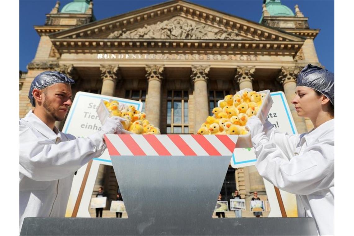 Massenhaftes Kükentöten ist nur noch übergangsweise zulässig Mitglieder der Tierschutzorganisation Peta protestieren vor der Urteilsverkündung mit einer symbolischen Aktion zum Kükenschreddern vor dem Bundesverwaltungsgericht. Foto: Jan Woitas