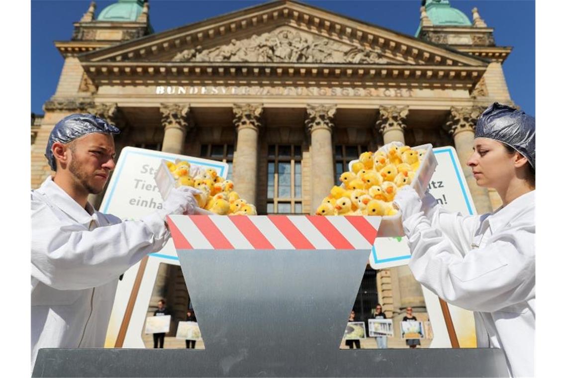 Mitglieder der Tierschutzorganisation Peta protestieren vor der Urteilsverkündung mit einer symbolischen Aktion zum Kükenschreddern vor dem Bundesverwaltungsgericht. Foto: Jan Woitas