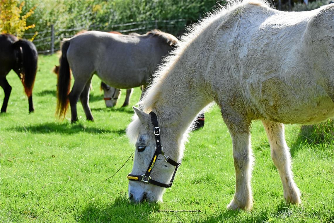 Mittagspause für Ponys: Gras (all you can eat) gibt’s auf der Weide beim Restaurant.