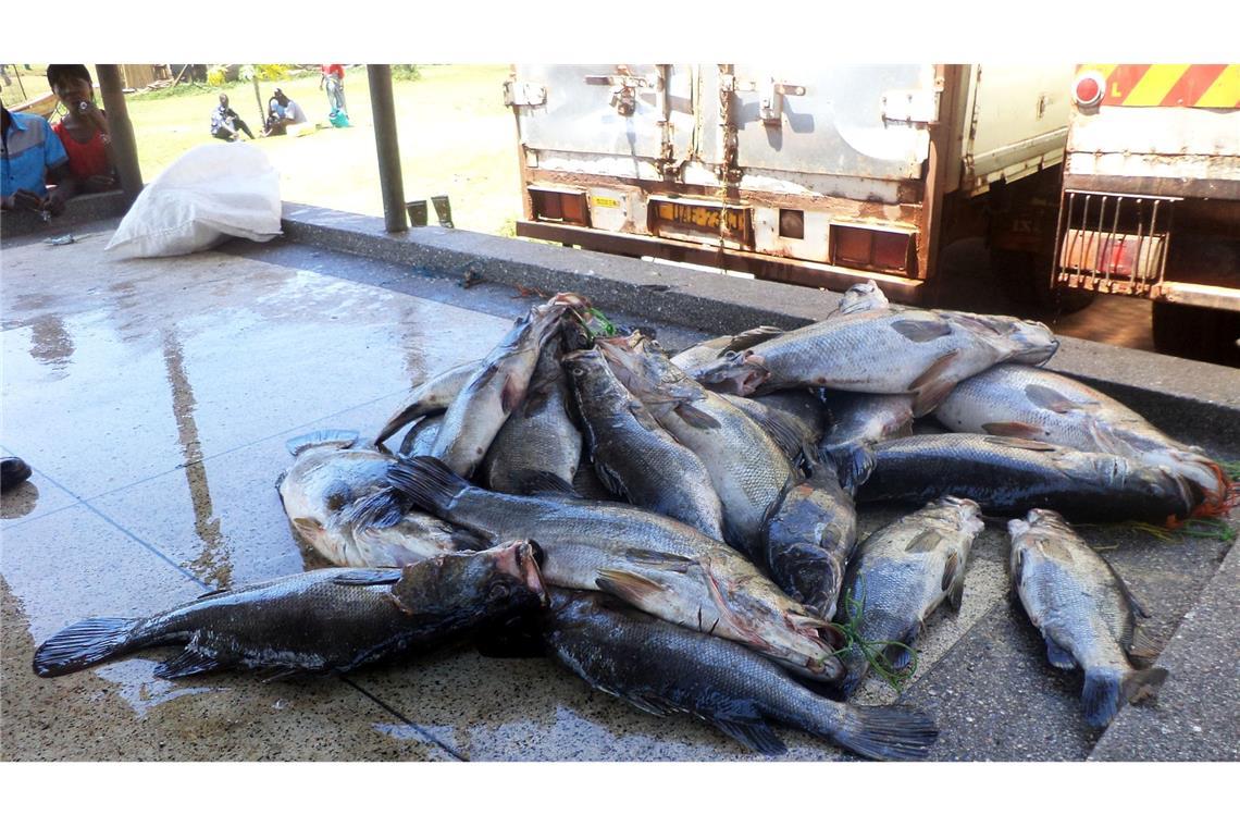 Mittelgroße Nilbarsche aus dem Viktoriasee. (Archivbild)