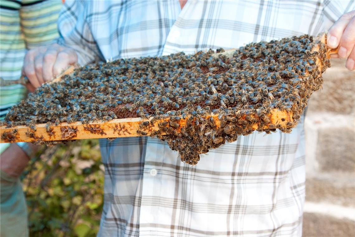 Die Varroamilbe ist der größte Feind der Bienen Mittlerweile haben Imker weltweit mit der Varroamilbe zu kämpfen. Foto: Jörg Fiedler