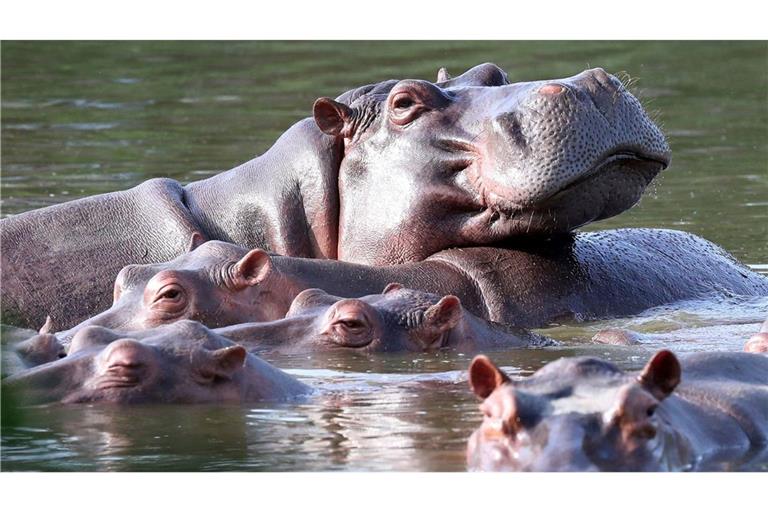 Mittlerweile leben rund 200 Flusspferde auf dem Anwesen des ehemaligen Drogenbosses Pablo Escobar.
