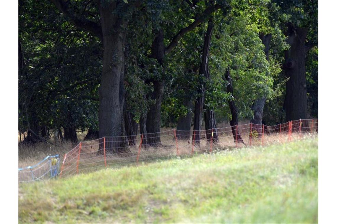 Mobiler Elektrozaun an der Grenze zu Polen nahe Guben, der das Vordringen von Wildschweinen nach Brandenburg verhindern soll. Ganz in der Nähe war der infizierte Wildschwein-Kadaver gefunden worden. Foto: Soeren Stache/dpa-Zentralbild/ZB