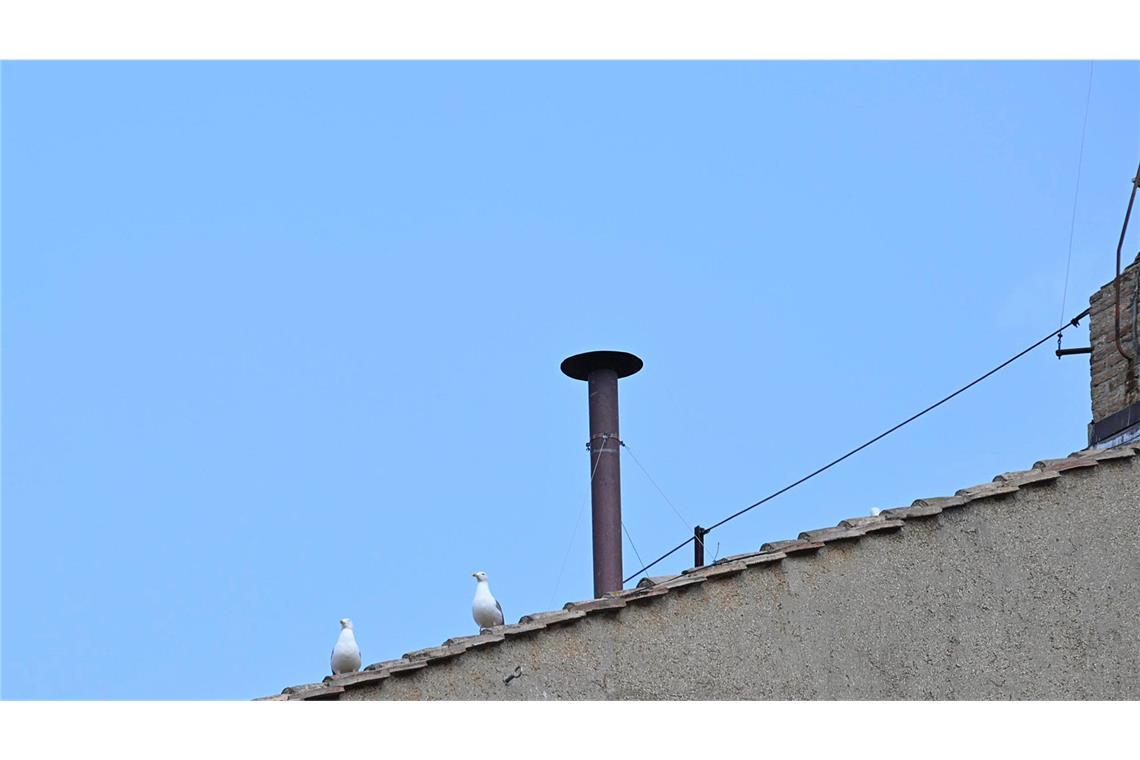 Neue Prominenz durchs Konklave – die Möwen von Rom Möwen auf dem Dach der Sixtinischen Kapelle.