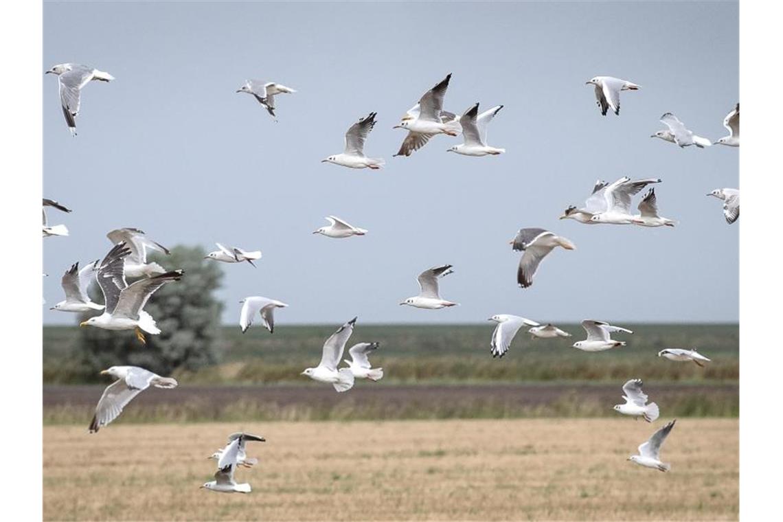 Möwen kämpfen während des Sturmtiefs „Kirsten“ gegen den starken Wind an der ostfriesischen Küste an. Foto: Sina Schuldt/dpa