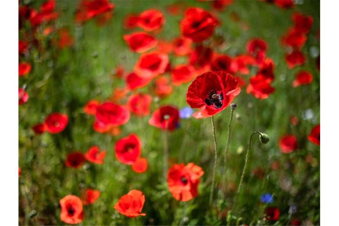 Wochenendwetter: Samstag schön, Sonntag weniger Mohn blüht auf einer Wiese. Foto: Sina Schuldt