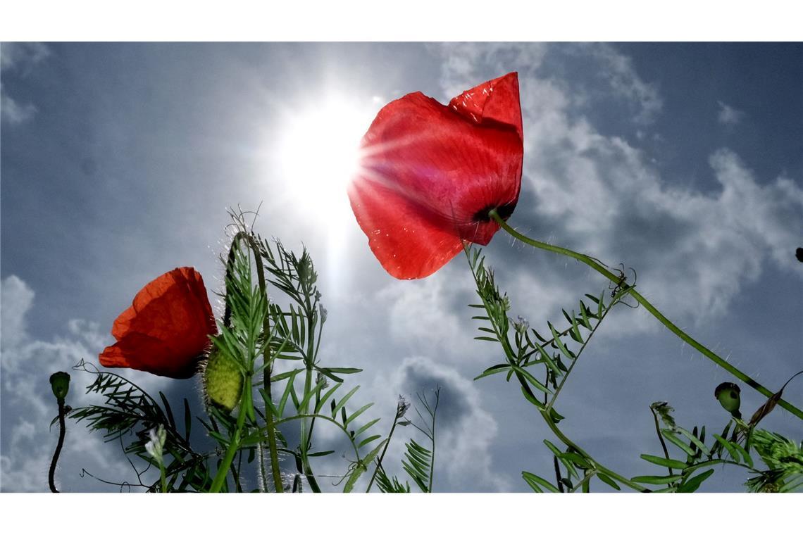 Bilder des Tages Mohn blüht bei strahlendem Sonnenschein an einem Feldrand in Nordsachsen