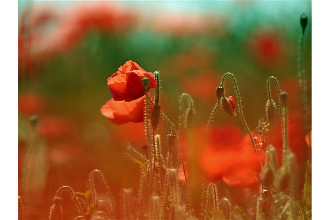 Hitzewarnung für den Osten - Waldbrände in Brandenburg Mohnblumen blühen auf einer Wiese in Freiburg. Auch am Mittwoch soll es nur vereinzelt gewittern, betroffen sind der äußerste Westen und Nordwesten. Überall sonst gibt es wieder viel Sonnenschein bei noch mehr Hitze mit bis zu 35 Grad. Foto: Patrick Seeger