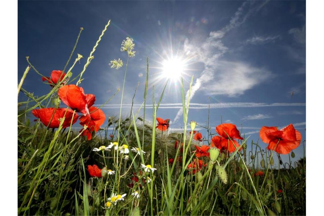 Mohnblumen wachsen am Rande eines Kornfeldes. Foto: Roland Weihrauch/dpa/Archivbild