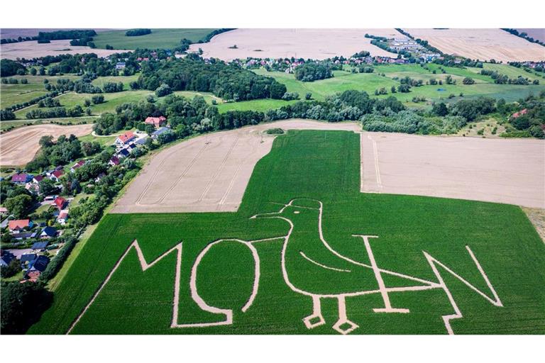 Moin - Begrüßung im Maislabyrinth