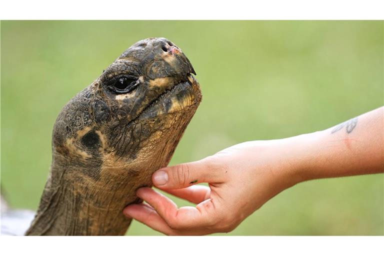 Mommy, eine fast 100 Jahre alte Galapagos-Schildkröte und Mutter von 16 Jungtieren in zwei Gelegen, streckt ihren Hals aus, während ein Mitarbeiter ihr Kinn in ihrem Gehege im Zoo von Philadelphia krault.