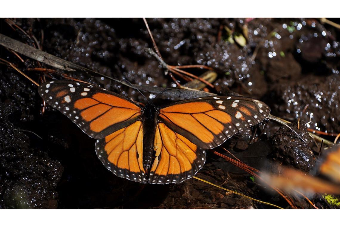 Monarchfalter wandern jedes Jahr zwischen Kanada, den USA und Mexiko. (Archivbild)
