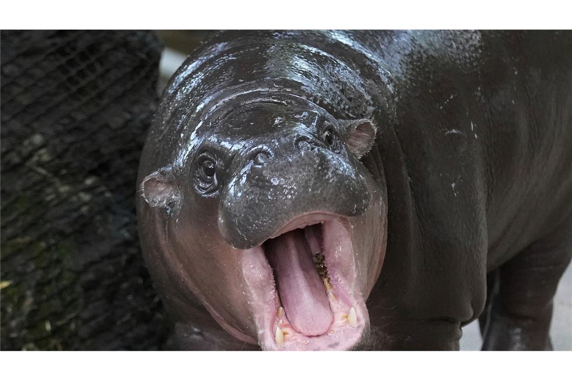 Hype in Thailand: Hippo-Mädchen Moo Deng feiert Geburtstag Moo Deng bedeutet so viel wie "hüpfendes Schweinchen" - Internet-User hatten über den Namen abgestimmt.
