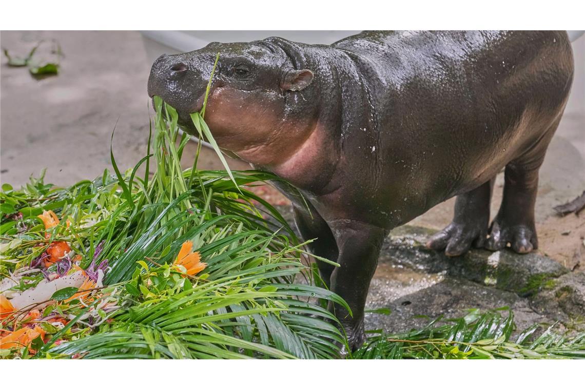 Hype in Thailand: Hippo-Mädchen Moo Deng feiert Geburtstag Moo Deng bekam zum ersten Geburtstag einen "Kuchen" aus Früchten und Gemüse.