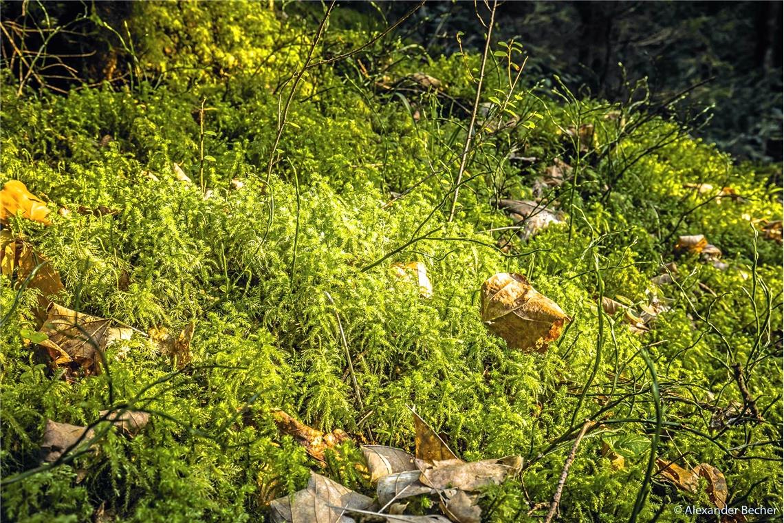 Moos mit Herbstlaub bei den Hörschbachwasserfällen. 