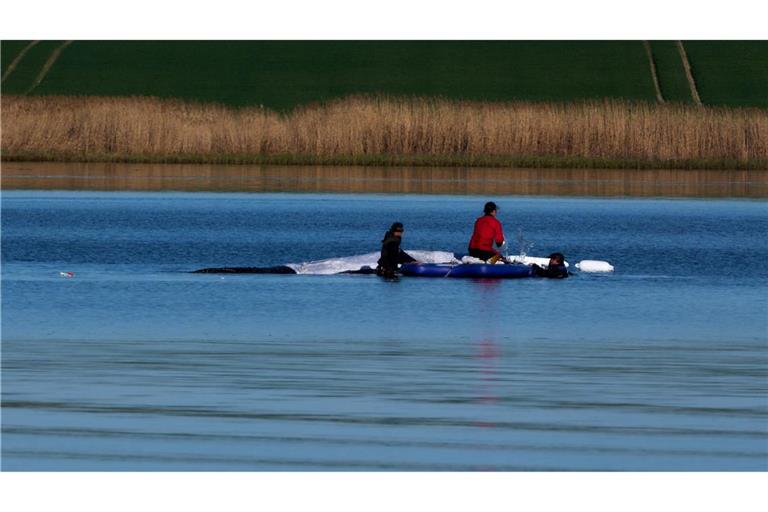 Morgendliche Routine beim Buckelwal