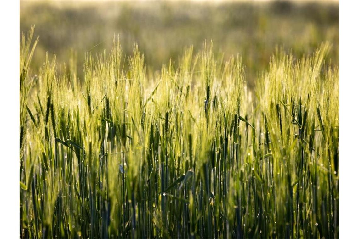 Morgensonne scheint auf ein Getreidefeld bei Langewiesen. Auf schonend-biologische Weise wirtschaften inzwischen bundesweit 35.400 Betriebe. Foto: Michael Reichel/dpa-Zentralbild/dpa