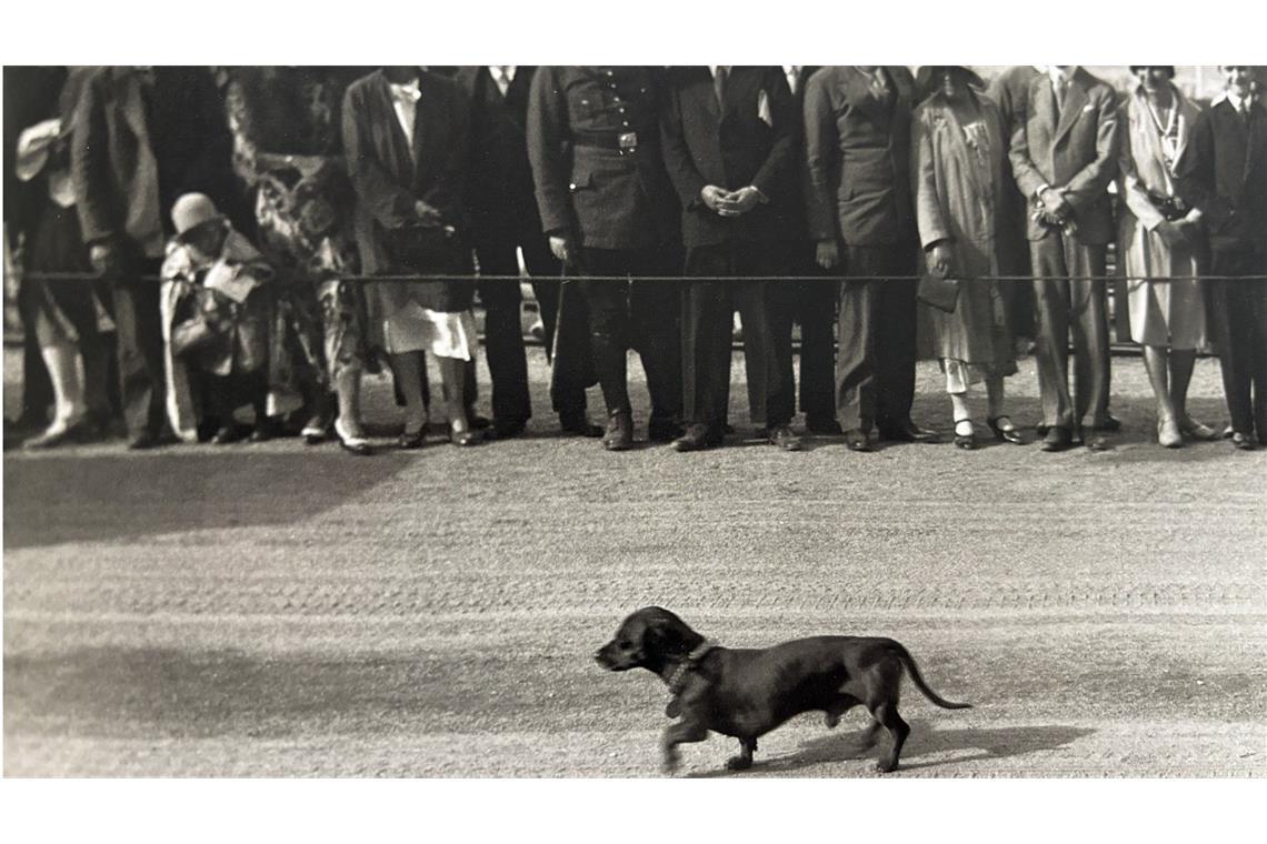 „Moritz“ – der Hund des Rennfahrers Rudolf Carraciola geht 1931 den Nürburgring ab.