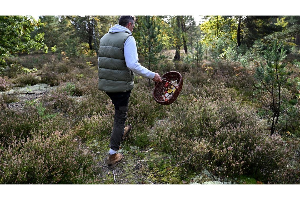 Trendhobby Pilzesammeln: Der Wald als "bullshitfreie Zone" Moritz Schmid unterwegs in seinem Heimatwald.