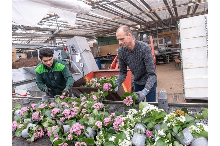 Müllcontainer statt Beet oder Vase: Wegen des Lockdowns finden viele Gartenbaubetriebe für ihre Pflanzen keine Abnehmer. Foto: Sina Schuldt/dpa