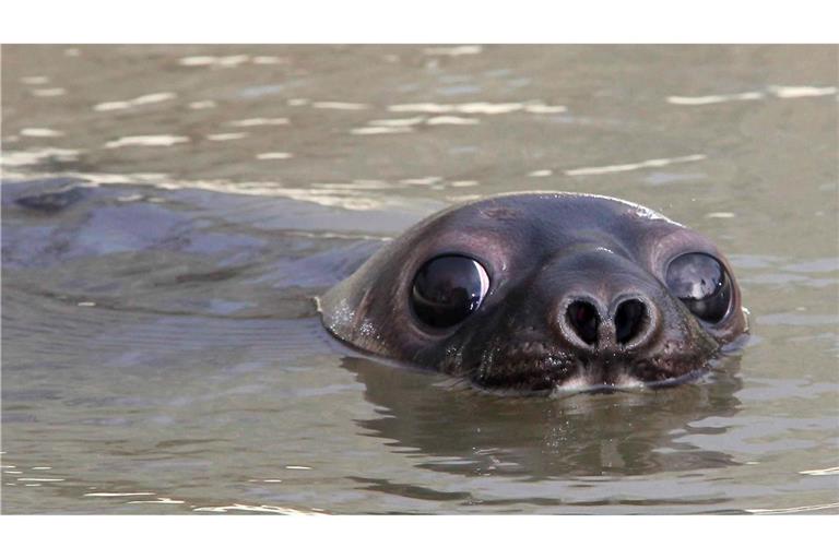Mützenrobben in der Arktis gelten jetzt als "stark gefährdet" (Archivbild)