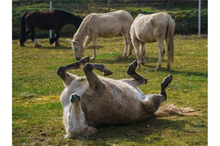 Muli „Benno“ wälzt sich auf dem Boden auf dem Muli Gnadenhof Wertheim. Foto: Andreas Arnold/dpa