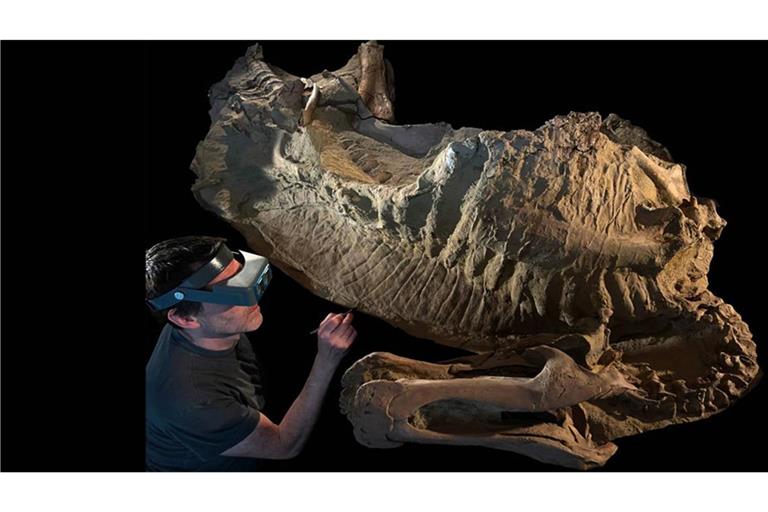 Erster Dinosaurier mit Hufen in den USA entdeckt Mumie des jungen Entenschnabeldinosauriers Edmontosaurus annectens: Sie wurde vor etwa 66 Millionen Jahren von Flutwasser bedeckt, wodurch ihr versteinertes Skelett und in einer dünnen Lehmschicht große Bereiche ihrer schuppigen, faltigen Haut und ein hoher fleischiger Kamm auf ihrem Rücken erhalten blieben.